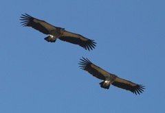 Vultures